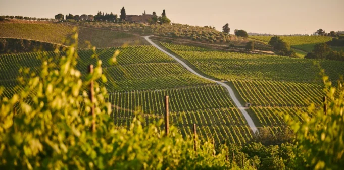 Ege Bağ Rotaları Rehberi: Urla’dan Bozcaada’ya Unutulmaz Bir Şarap Tadım Yolculuğu ege bağ yolları