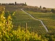 Ege Bağ Rotaları Rehberi: Urla’dan Bozcaada’ya Unutulmaz Bir Şarap Tadım Yolculuğu ege bağ yolları